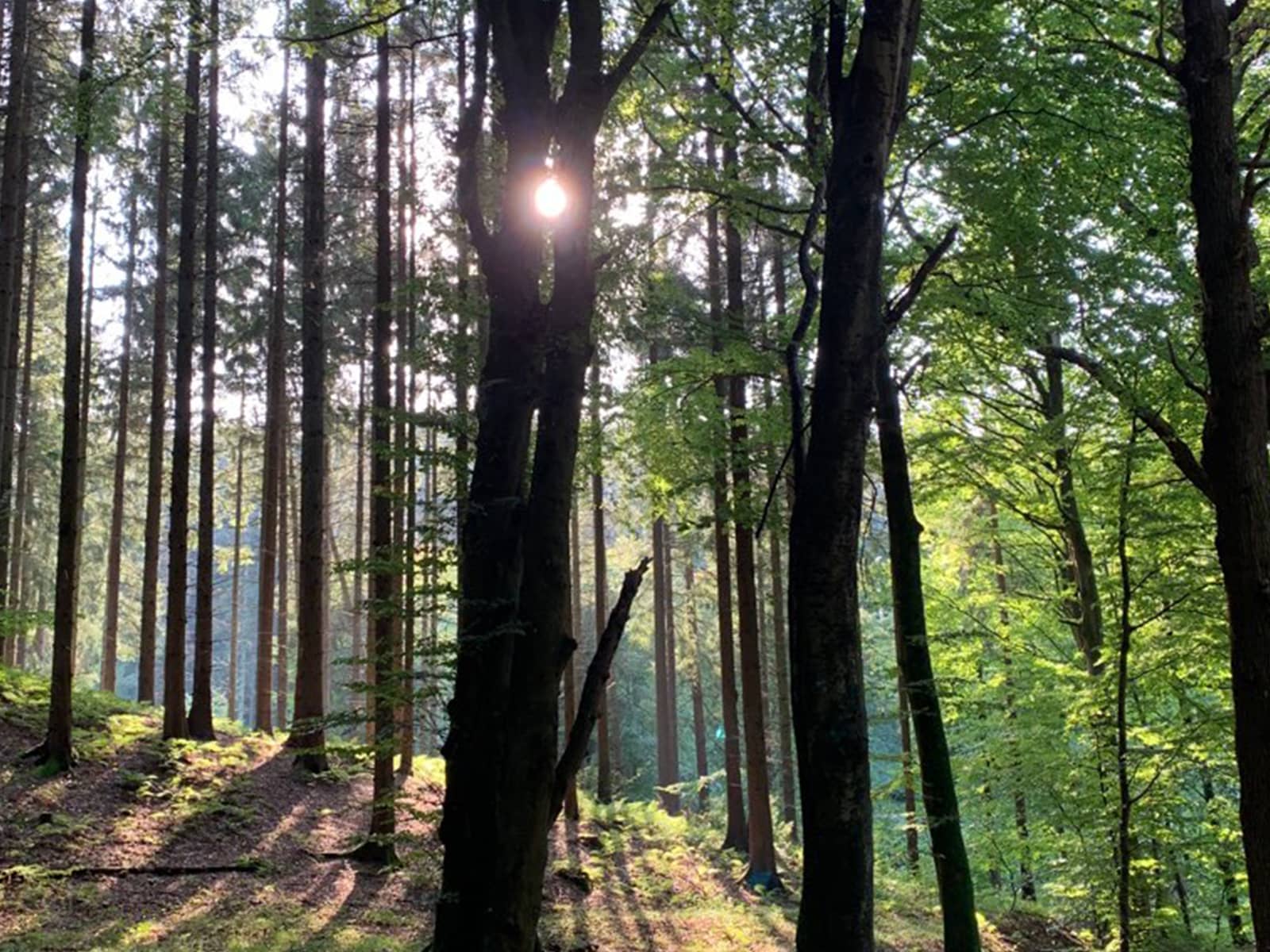 Mange træer i en skov